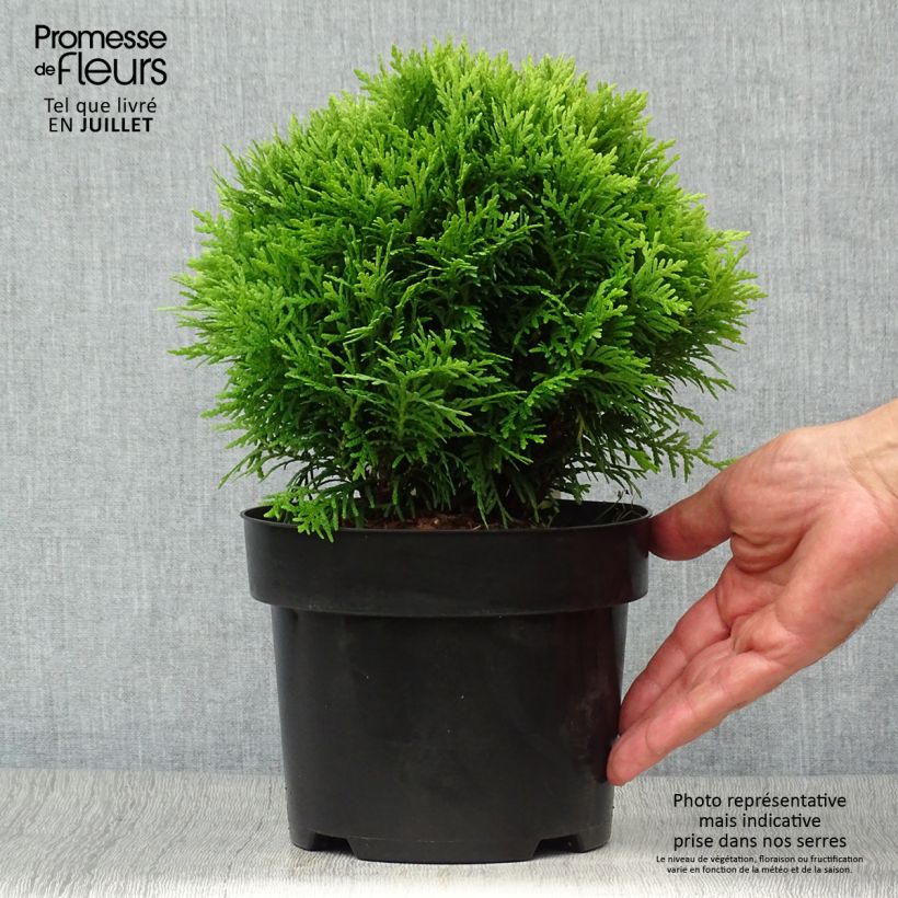 Spécimen de Thuya du Canada - Thuja occidentalis Danica Pot de 2L/3L tel que livré en été