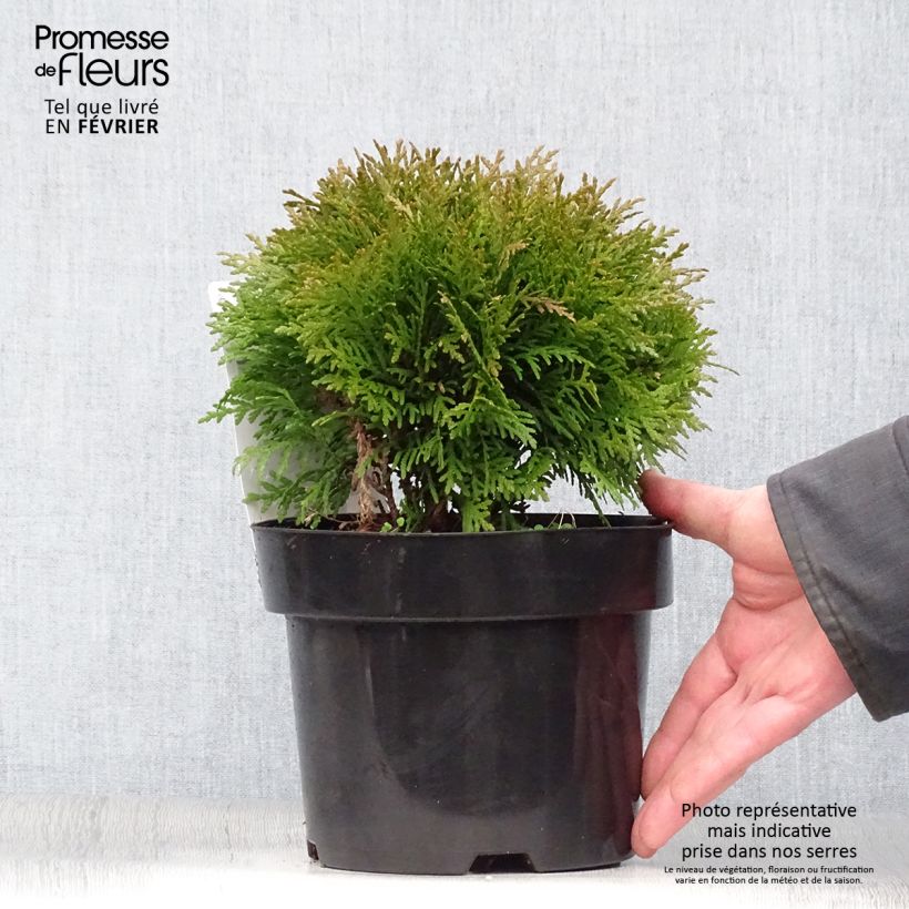 Spécimen de Thuya du Canada - Thuja occidentalis Danica tel que livré en hiver