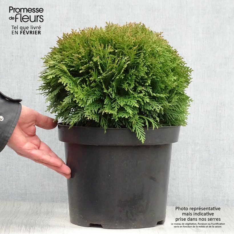 Spécimen de Thuya du Canada - Thuja occidentalis Danica tel que livré en hiver