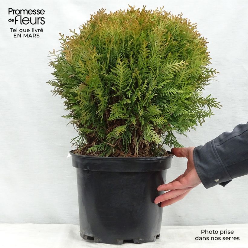 Spécimen de Thuya du Canada - Thuja occidentalis Danica en pot de 7,5L tel que livré au printemps