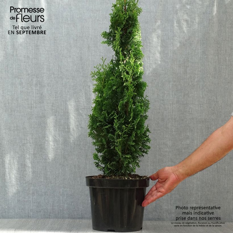 Spécimen de Thuya du Canada - Thuja occidentalis Degroot's Spire Pot de 7,5L/10L tel que livré en automne