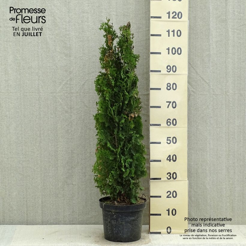 Spécimen de Thuya du Canada - Thuja occidentalis Degroot's Spire Pot de 7,5L/10L tel que livré en été