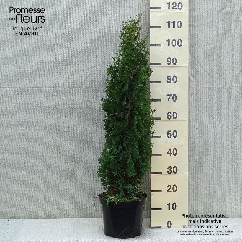 Spécimen de Thuya du Canada - Thuja occidentalis Degroot's Spire en pot de 7,5L/10L tel que livré au printemps