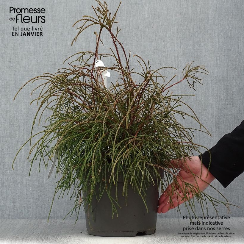 Spécimen de Thuya du Canada - Thuja occidentalis Filiformis                    tel que livré en hiver