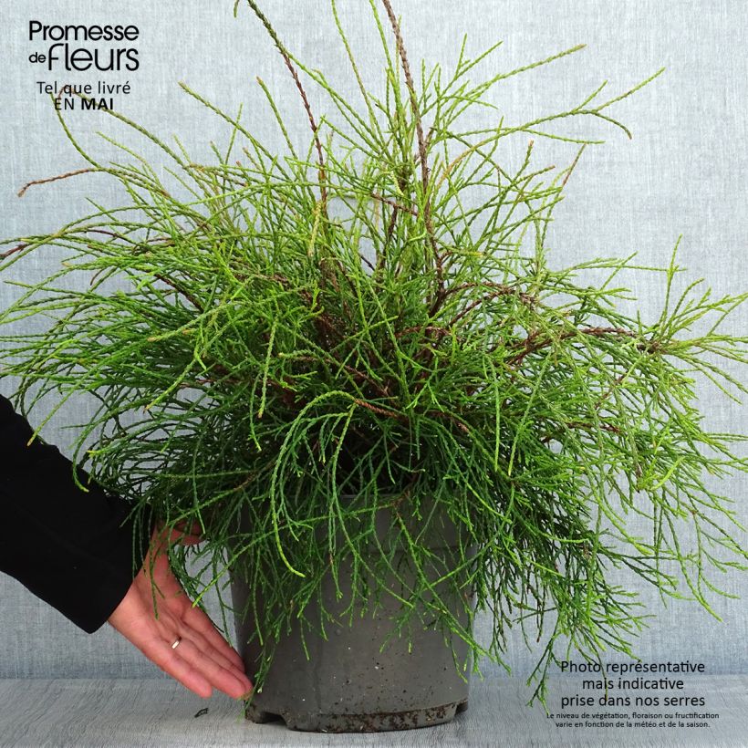 Spécimen de Thuya du Canada - Thuja occidentalis Filiformis                    Pot de 7,5L/10LHauteur livrée env. 40/50cm tel que livré au printemps