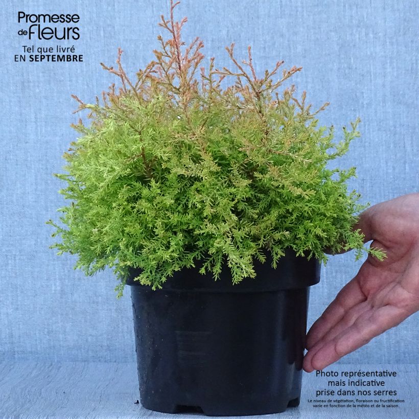 Spécimen de Thuya du Canada - Thuja occidentalis Fire Chief Pot de 2L/3L tel que livré en automne