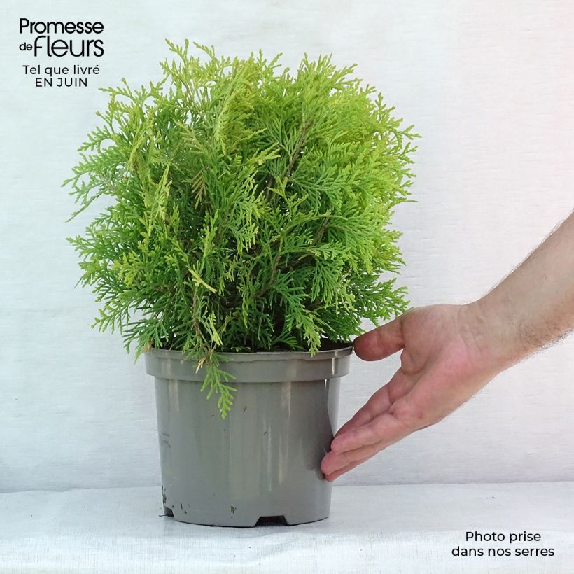 Spécimen de Thuya du Canada - Thuja occidentalis Golden Globe Pot de 2L/3L tel que livré en été