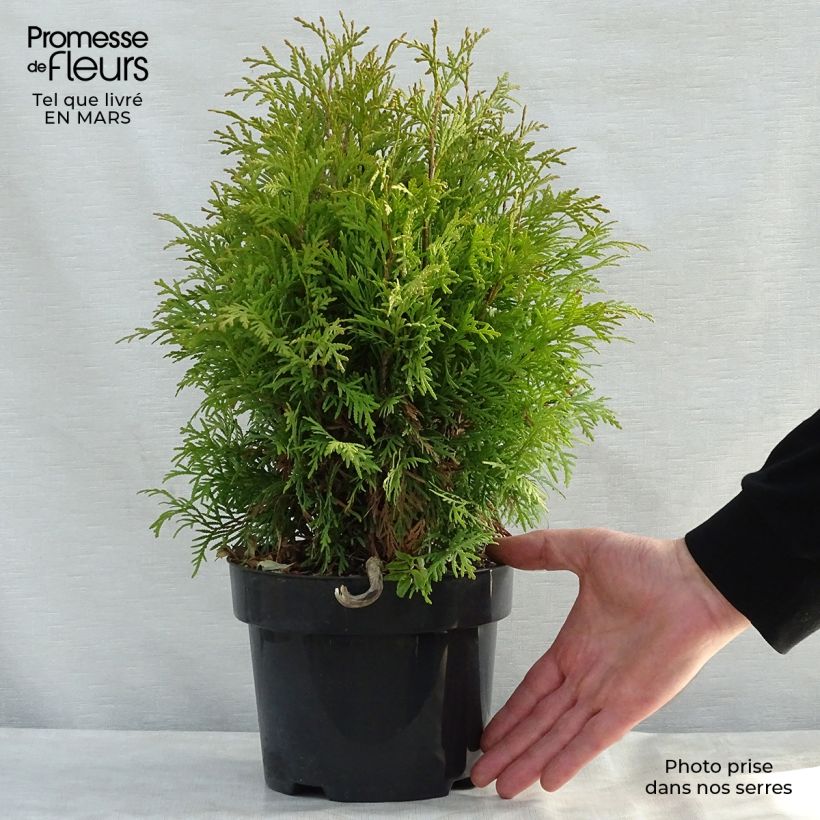 Spécimen de Thuya du Canada - Thuja occidentalis Golden Globe en pot de 2/3L tel que livré au printemps