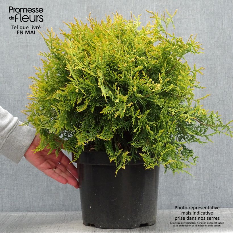 Spécimen de Thuya du Canada - Thuja occidentalis Golden Globe en pot de 7,5L/10L tel que livré au printemps