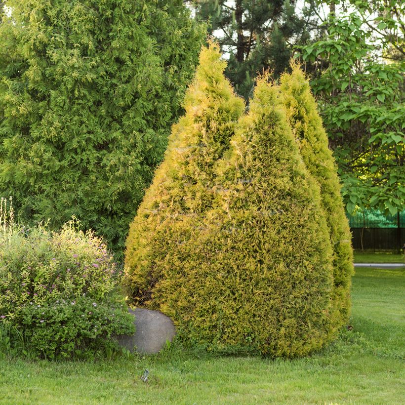 Thuja occidentalis Golden Smaragd - Thuya du Canada (Port)