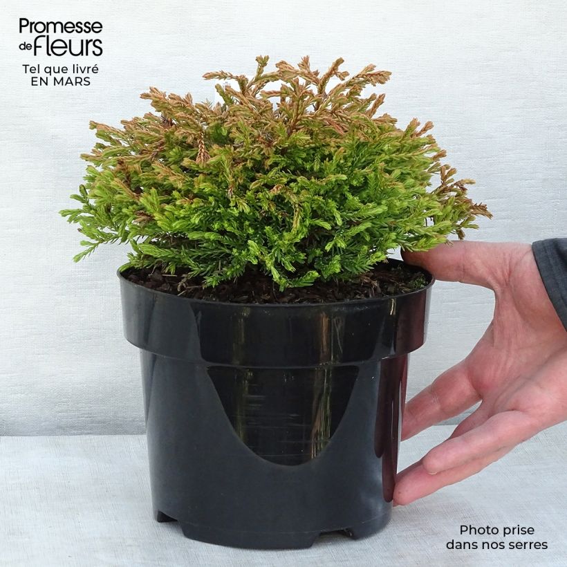 Spécimen de Thuya du Canada - Thuja occidentalis Golden Tuffet                 Pot de 2L/3LHauteur livrée env. 15/20cm tel que livré au printemps