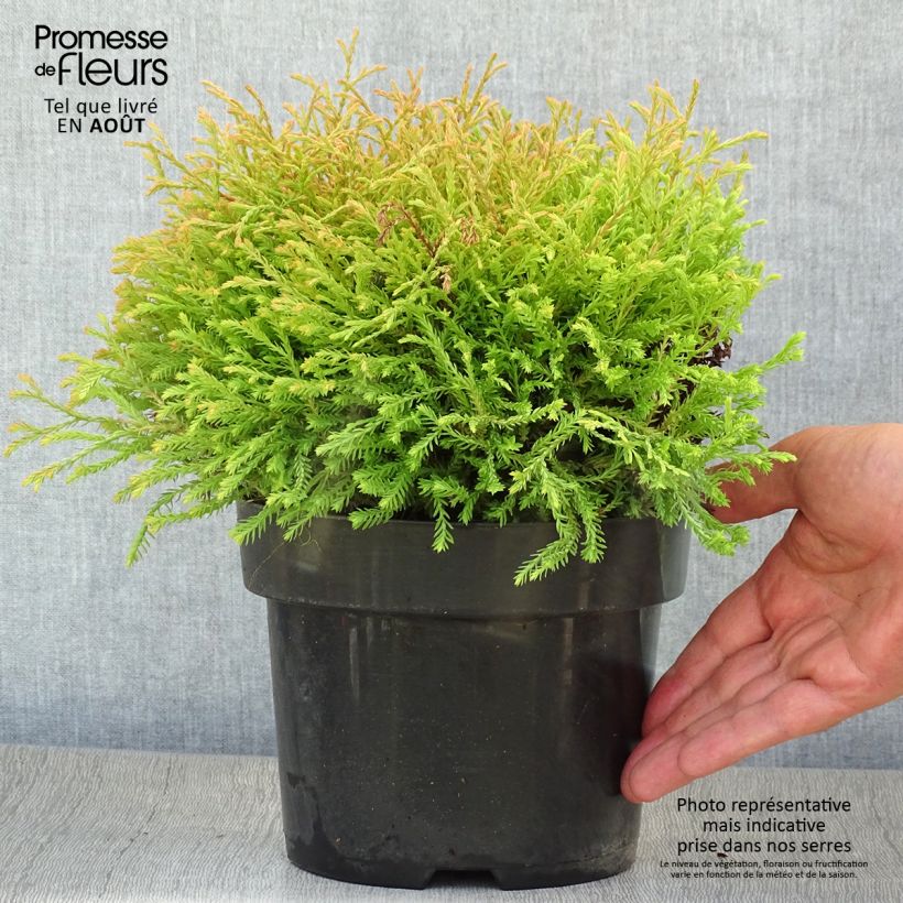 Spécimen de Thuya du Canada - Thuja occidentalis Golden Tuffet                 Pot de 2L/3L tel que livré en été