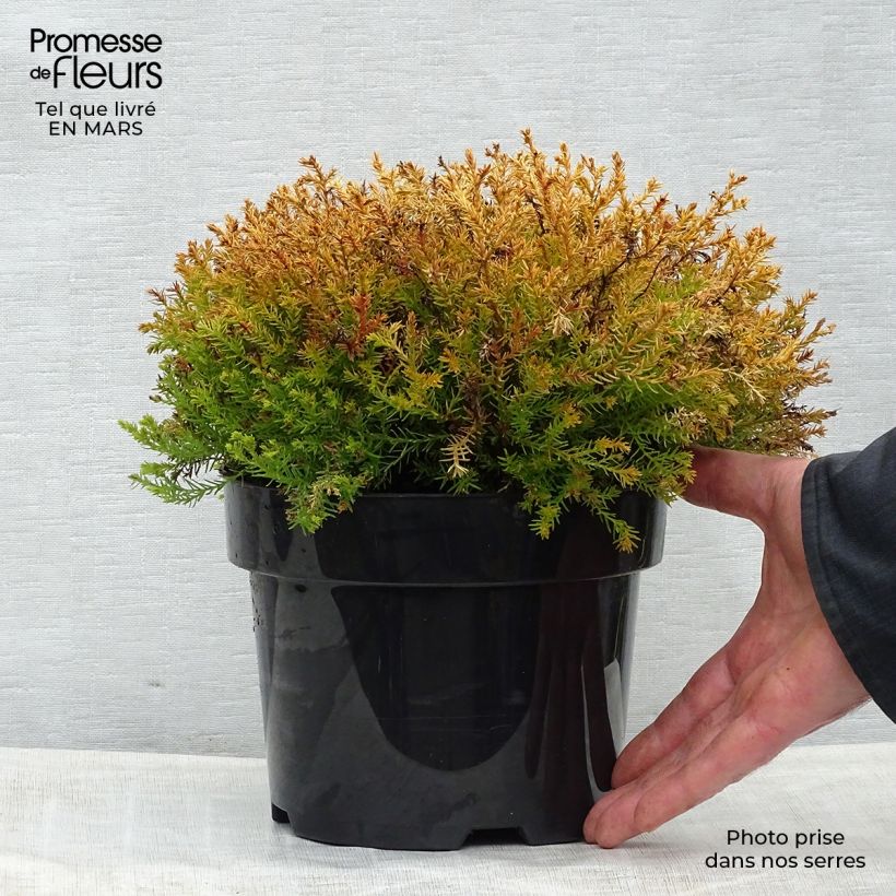 Spécimen de Thuya du Canada - Thuja occidentalis Rheingold                   Pot de 2L/3LHauteur livrée env. 20/30cm tel que livré au printemps