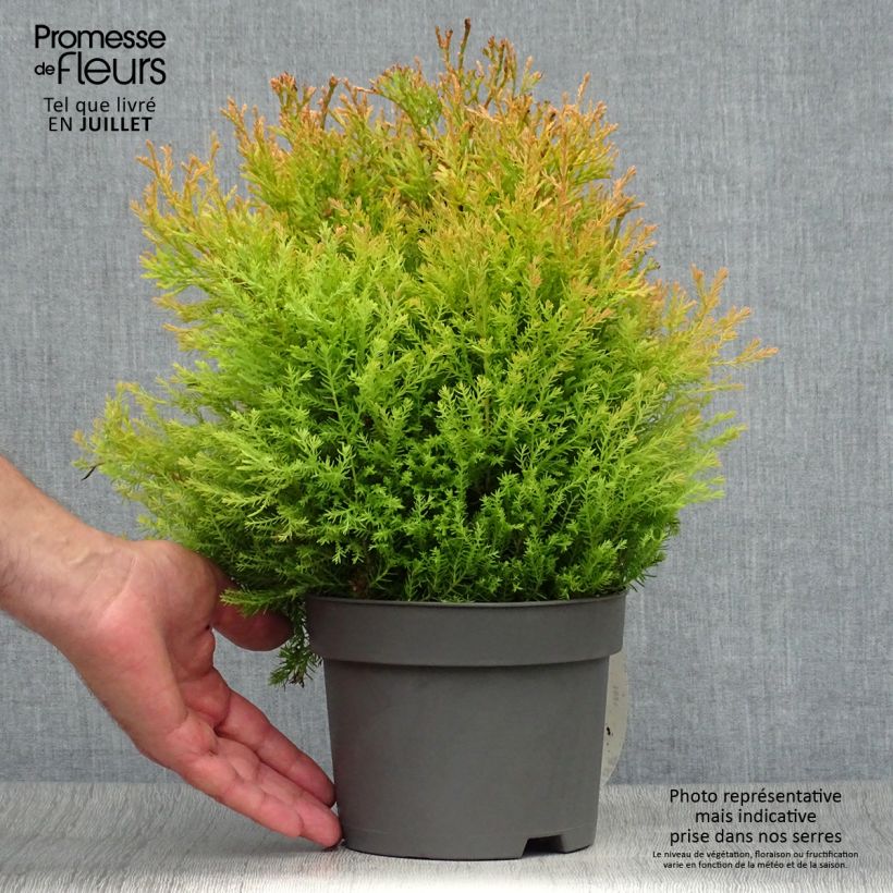 Spécimen de Thuya du Canada - Thuja occidentalis Rheingold                   Pot de 2L/3L tel que livré en été
