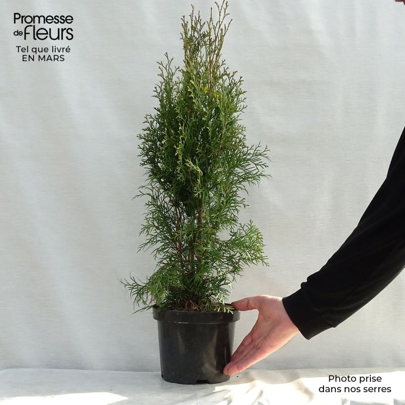 Spécimen de Thuya du Canada - Thuja occidentalis Smaragd 50/60cm en pot de 3.5L tel que livré au printemps