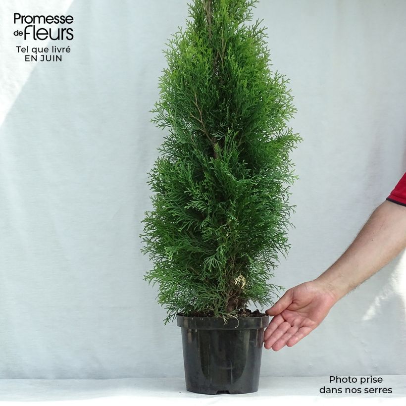 Spécimen de Thuya du Canada - Thuja occidentalis Smaragd Pot de 4L/5L tel que livré en été