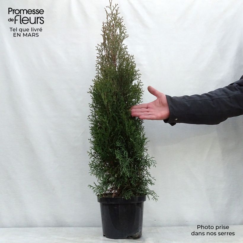 Spécimen de Thuya du Canada - Thuja occidentalis Smaragd 50/60cm en pot de 5L tel que livré au printemps