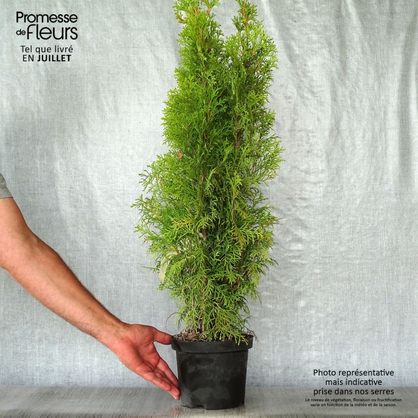 Spécimen de Thuya du Canada - Thuja occidentalis Smaragd Pot de 3L/4L tel que livré en été