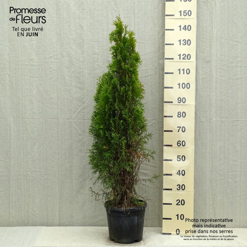 Spécimen de Thuya du Canada - Thuja occidentalis Smaragd 80/100cm en pot de 6L/7L tel que livré au printemps