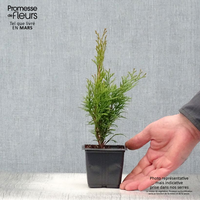 Spécimen de Thuya du Canada - Thuja occidentalis Smaragd en godet de 9cm tel que livré au printemps