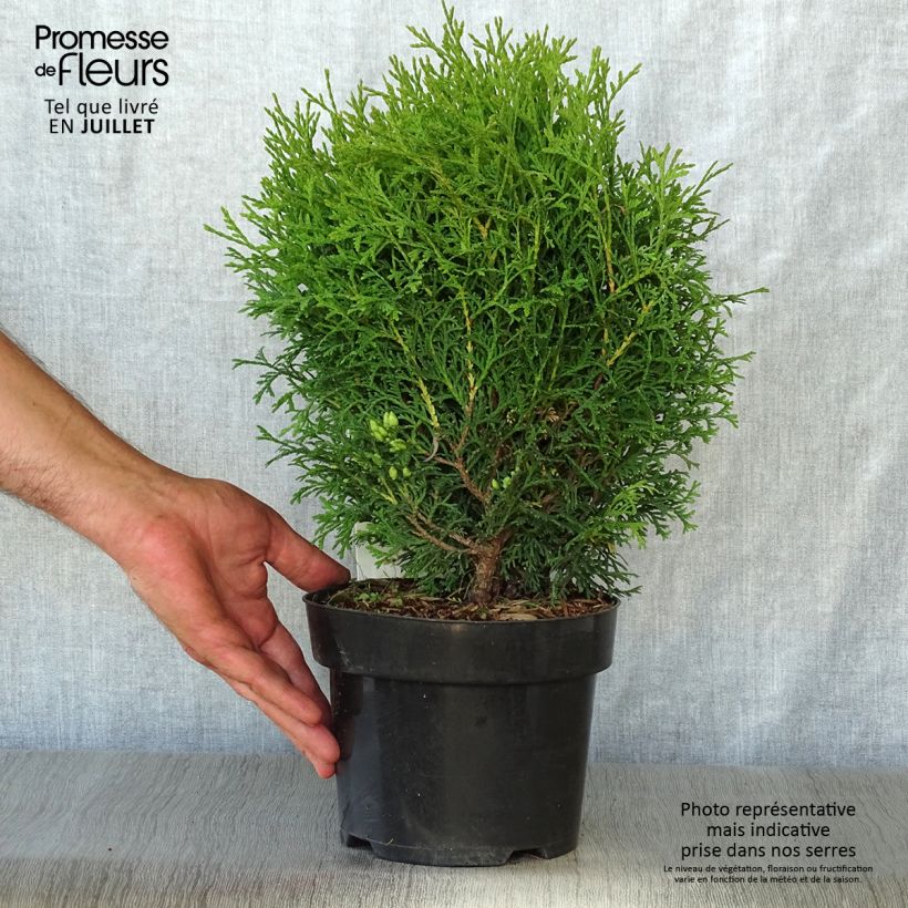 Spécimen de Thuya du Canada - Thuja occidentalis Tiny Tim Pot de 2L/3L tel que livré en été