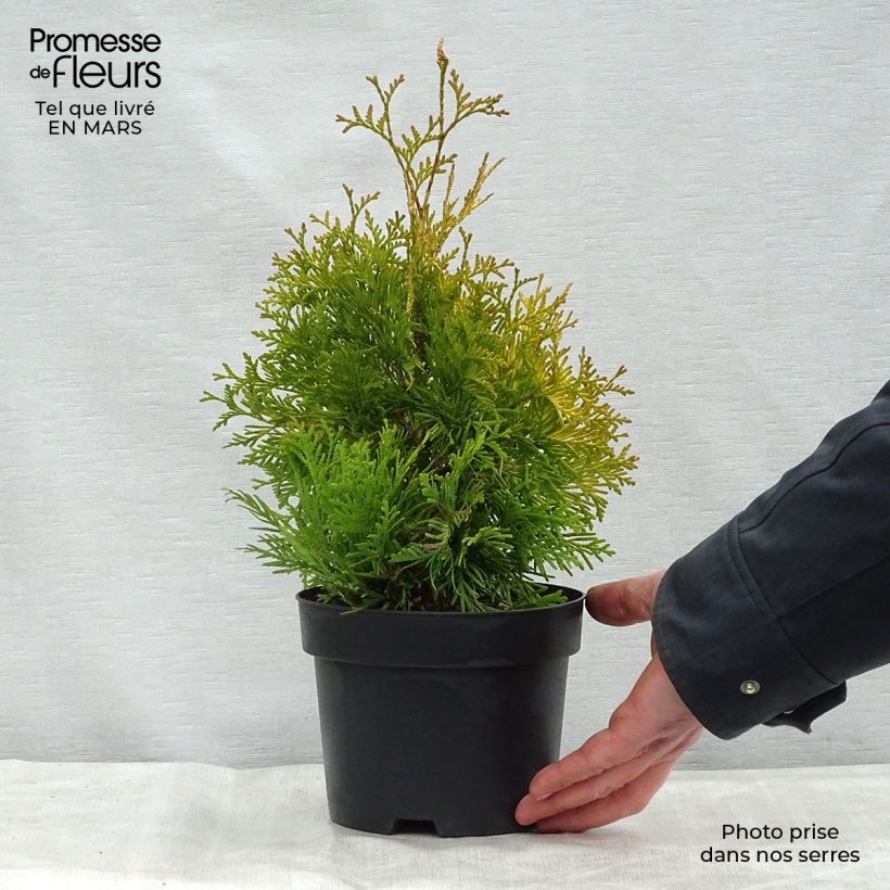 Spécimen de Thuya du Canada - Thuja occidentalis Yellow Ribbon. Pot de 2L/3LHauteur livrée env. 30/40cm tel que livré au printemps