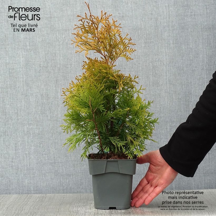 Spécimen de Thuya du Canada - Thuja occidentalis Yellow Ribbon. tel que livré en hiver
