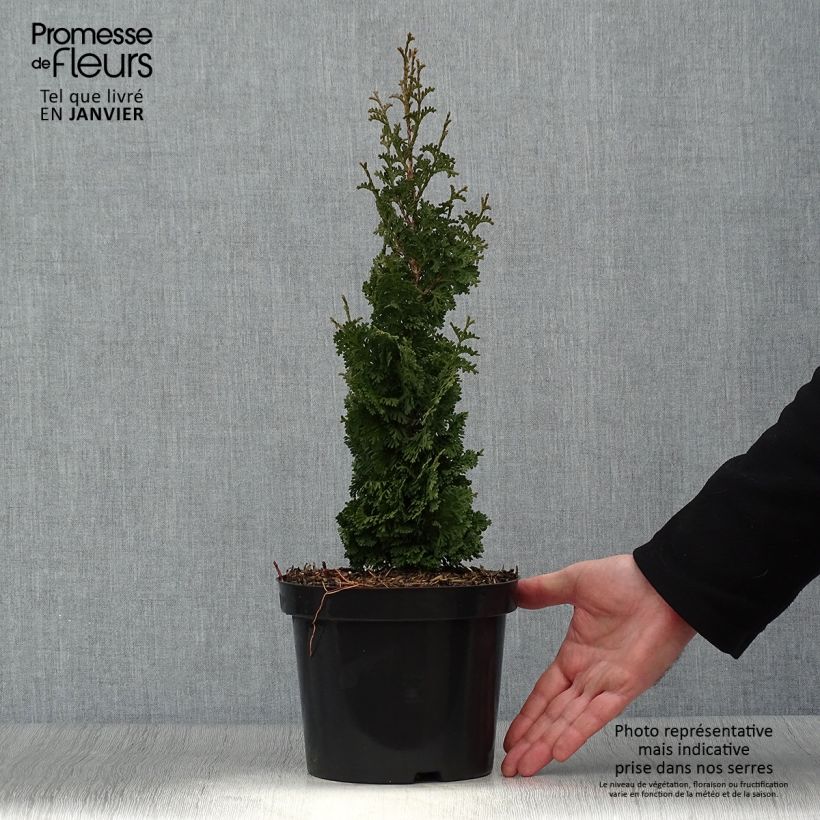 Spécimen de Thuya du Canada - Thuja occidentalis Zmatlik                      tel que livré en hiver