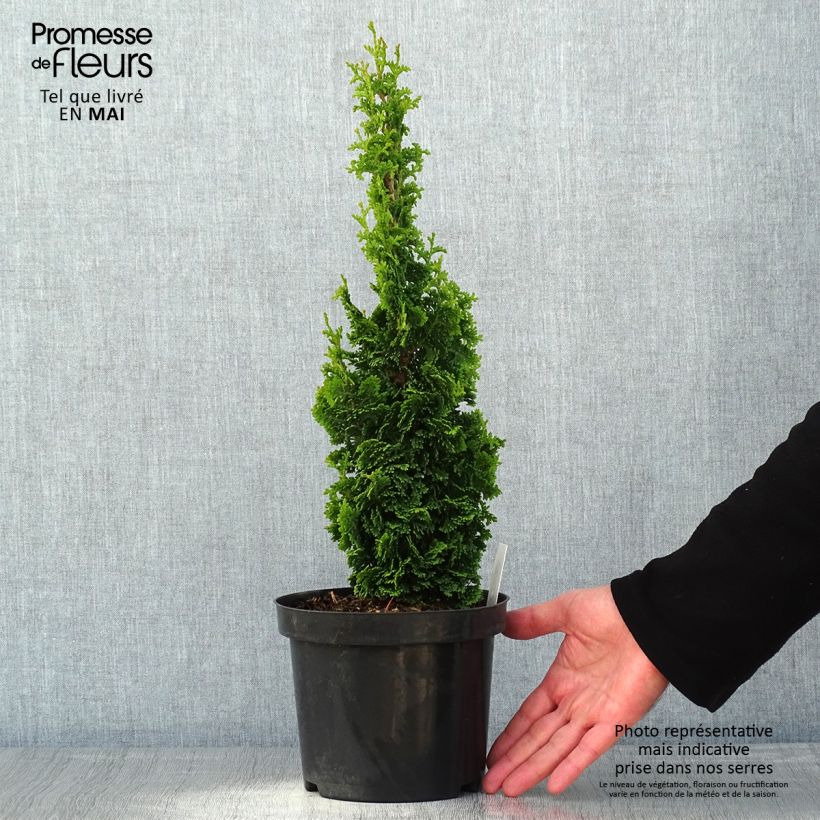 Spécimen de Thuya du Canada - Thuja occidentalis Zmatlik                      Pot de 3L/4LHauteur livrée env. 30/40cm tel que livré au printemps