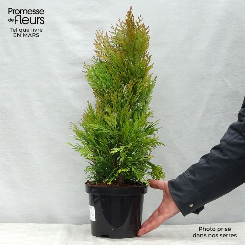 Spécimen de Thuya géant - Thuja plicata 4 Ever Goldy en pot de 2/3L tel que livré au printemps
