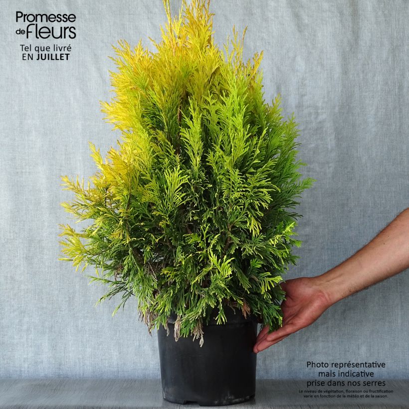 Spécimen de Thuya géant - Thuja plicata 4 Ever Goldy tel que livré en ete