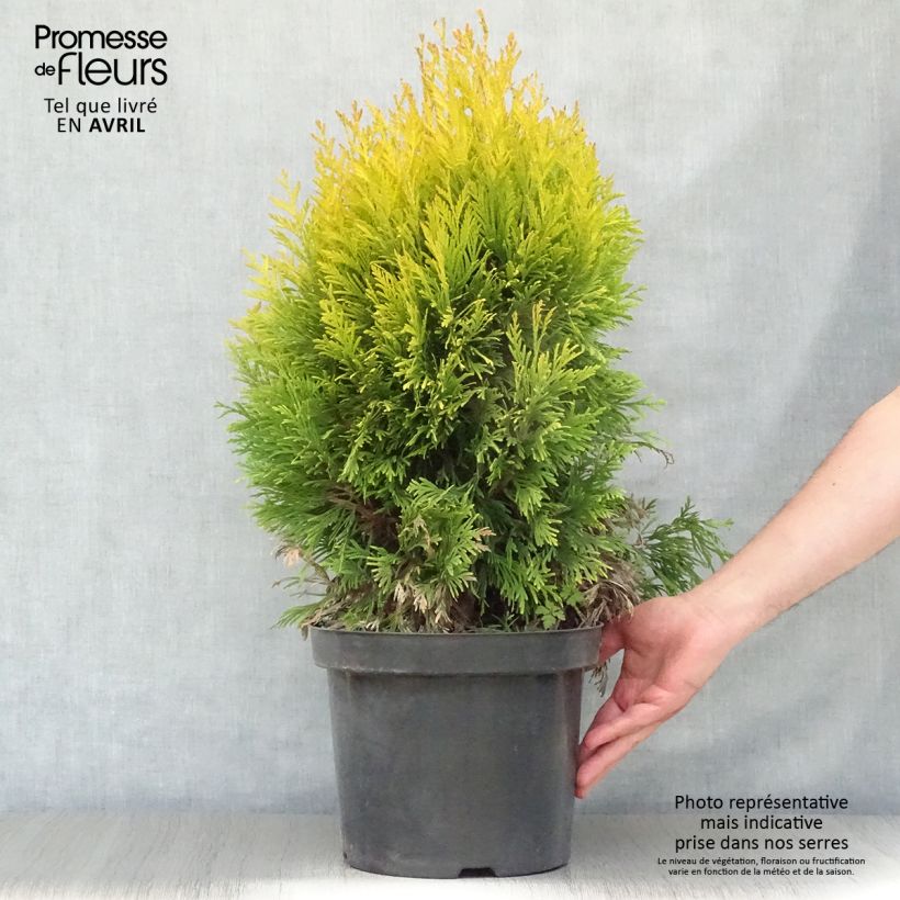 Spécimen de Thuya géant - Thuja plicata 4 Ever Goldy en pot de 7,5L/10L tel que livré au printemps