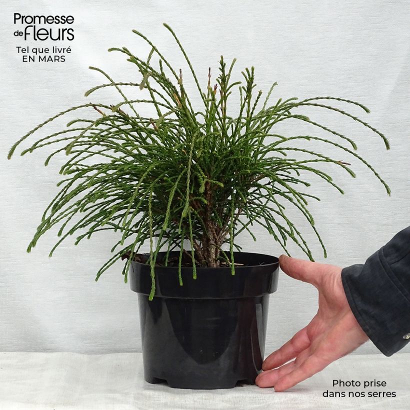 Spécimen de Thuya géant - Thuja plicata Whipcord en pot de 3L tel que livré au printemps