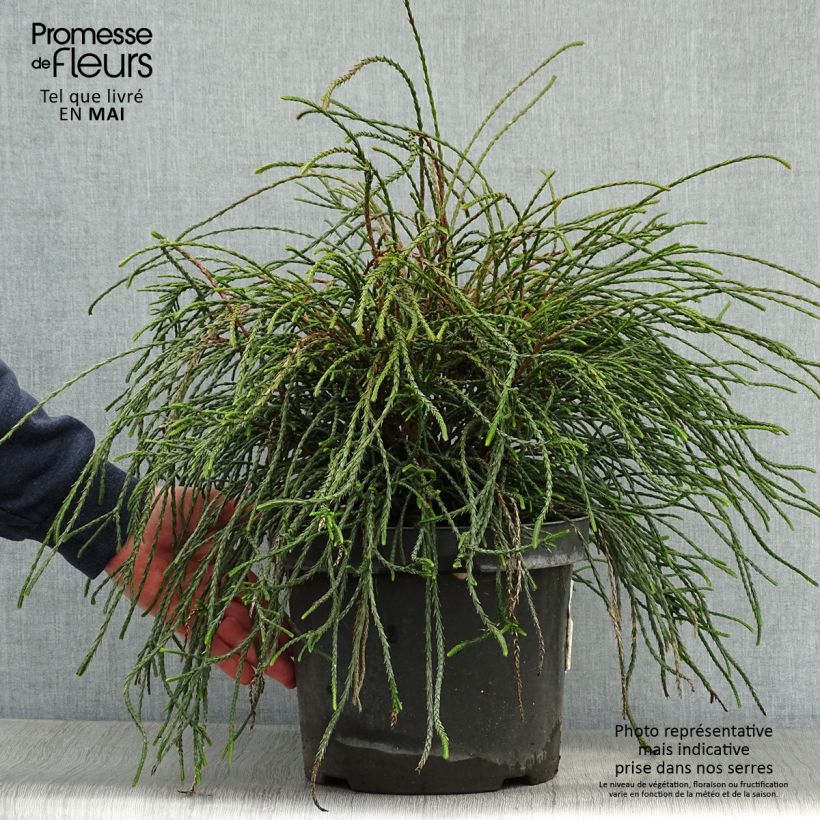 Spécimen de Thuya géant - Thuja plicata Whipcord en pot de 7,5L tel que livré au printemps