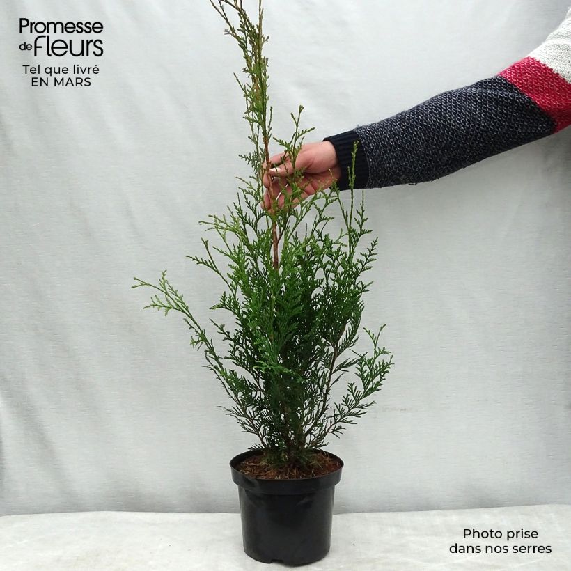 Spécimen de Thuya pour haie - Thuja plicata Atrovirens 50/60cm en pot de 2L/3L tel que livré au printemps