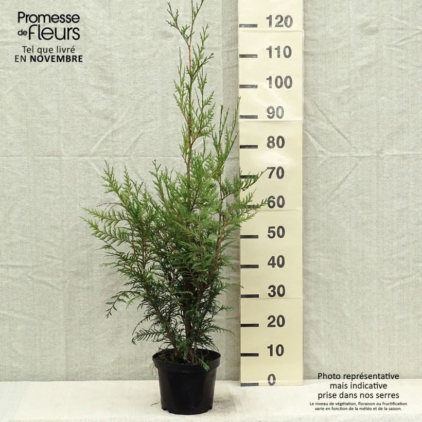 Spécimen de Thuya pour haie - Thuja plicata Atrovirens Pot de 2L/3L tel que livré en automne