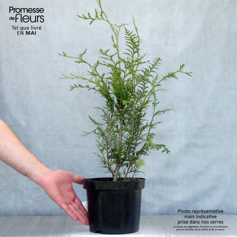 Spécimen de Thuya pour haie - Thuja plicata Atrovirens 70/80cm en pot de 4 à 5L tel que livré au printemps