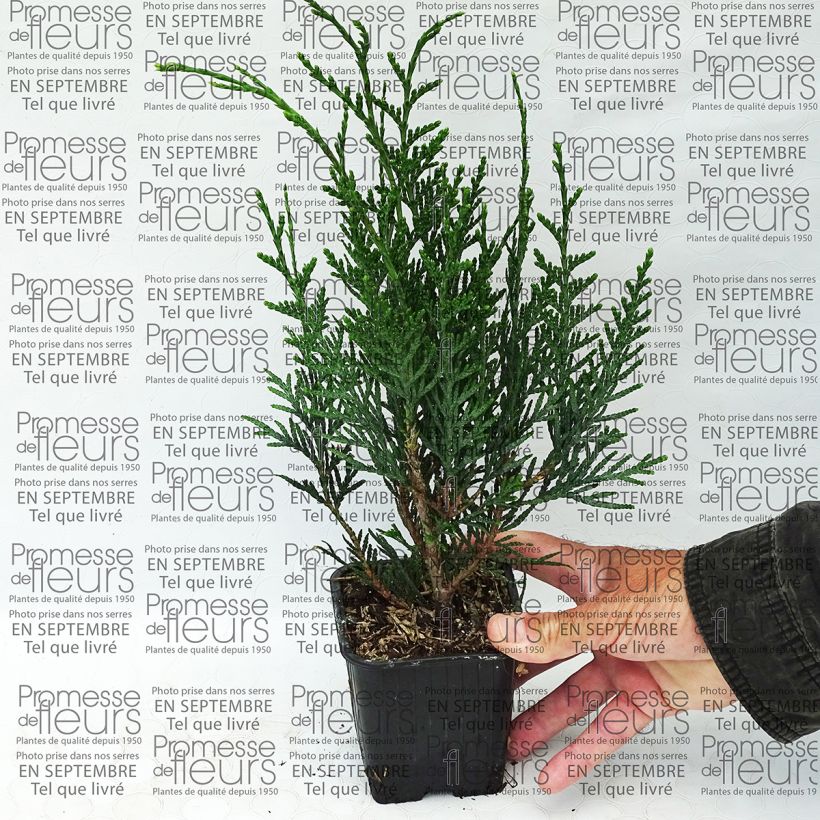 Spécimen de Thuya pour haie - Thuja plicata Atrovirens tel que livré en printemps