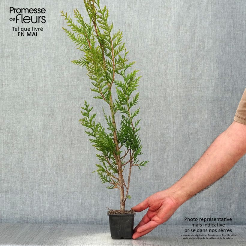 Spécimen de Thuya pour haie - Thuja plicata Atrovirens en godet de 9cm tel que livré au printemps
