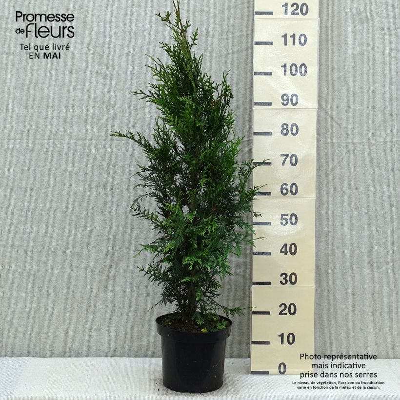 Spécimen de Thuya pour haie - Thuja plicata Atrovirens en pot de 6L/7L tel que livré au printemps
