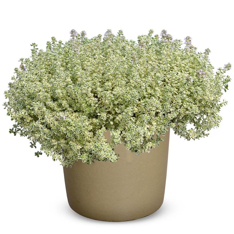 Thymus Sparkling Bright - Thym panaché en plants (Port)