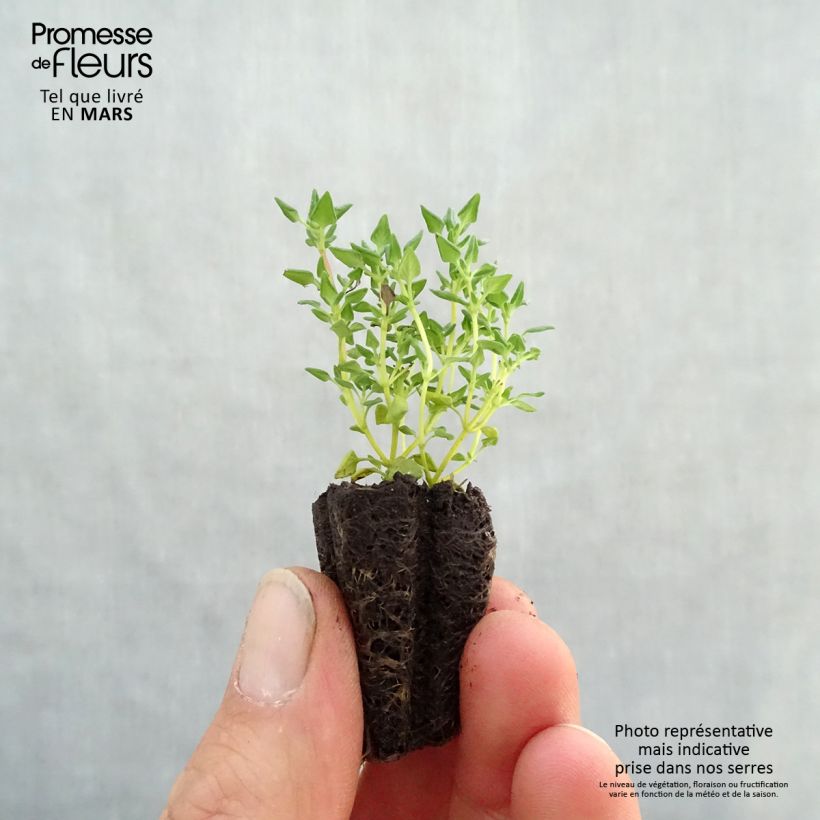 Spécimen de Thym à odeur de rose en plants Mini-motte 3 cm tel que livré au printemps