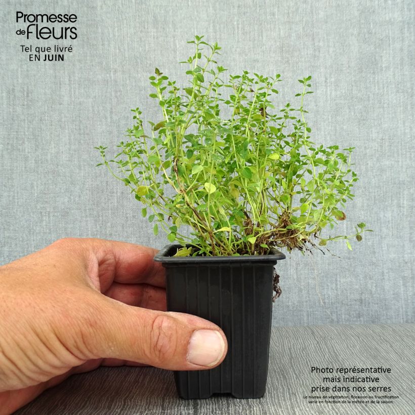 Spécimen de Thym citron BIO - Thymus citriodorus Godet de 8/9 cm tel que livré en été