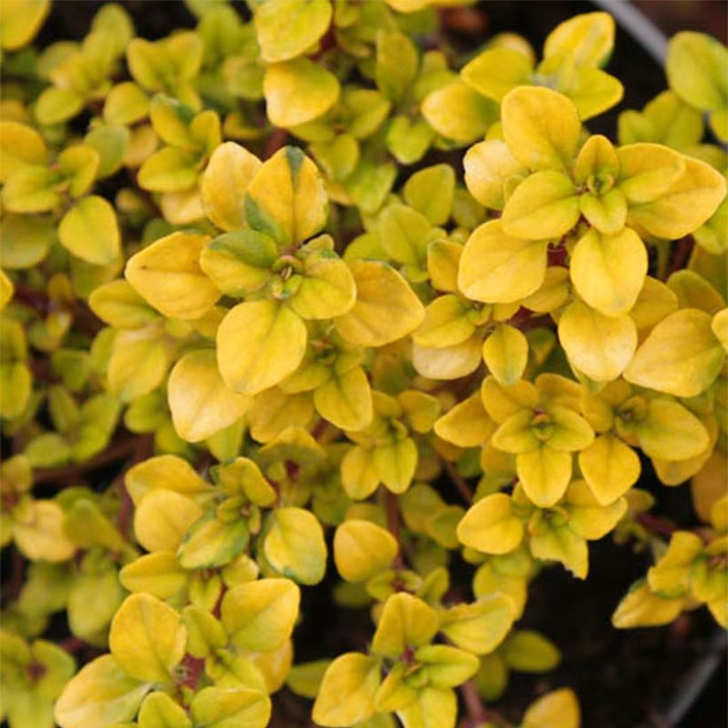 Thym citron Bertram Anderson - Thymus citriodorus (Feuillage)