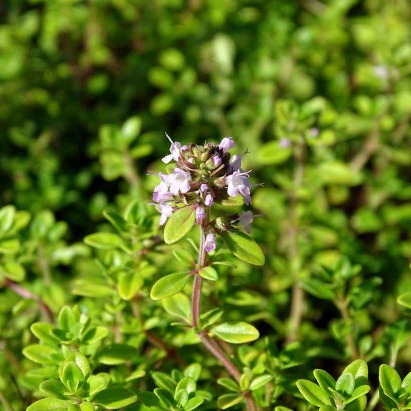 Thym citron Bertram Anderson - Thymus citriodorus (Floraison)