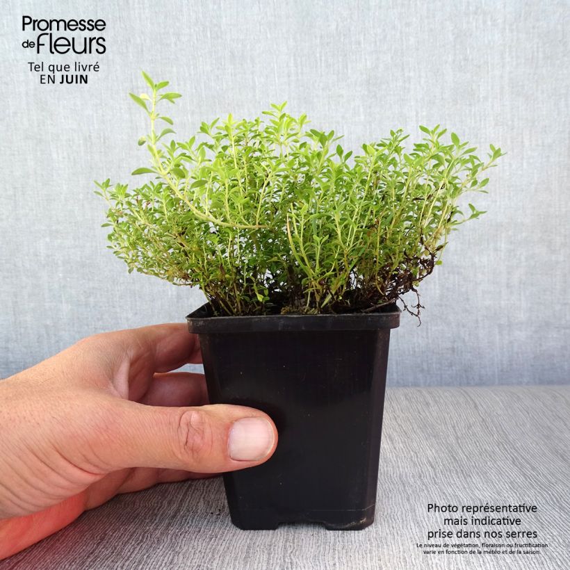 Spécimen de Thym citron Bertram Anderson - Thymus citriodorus tel que livré en ete