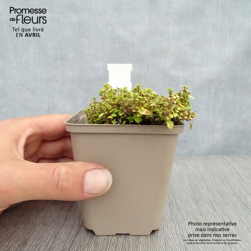Spécimen de Thym citron Bertram Anderson - Thymus citriodorus Godet de 8/9cm tel que livré au printemps