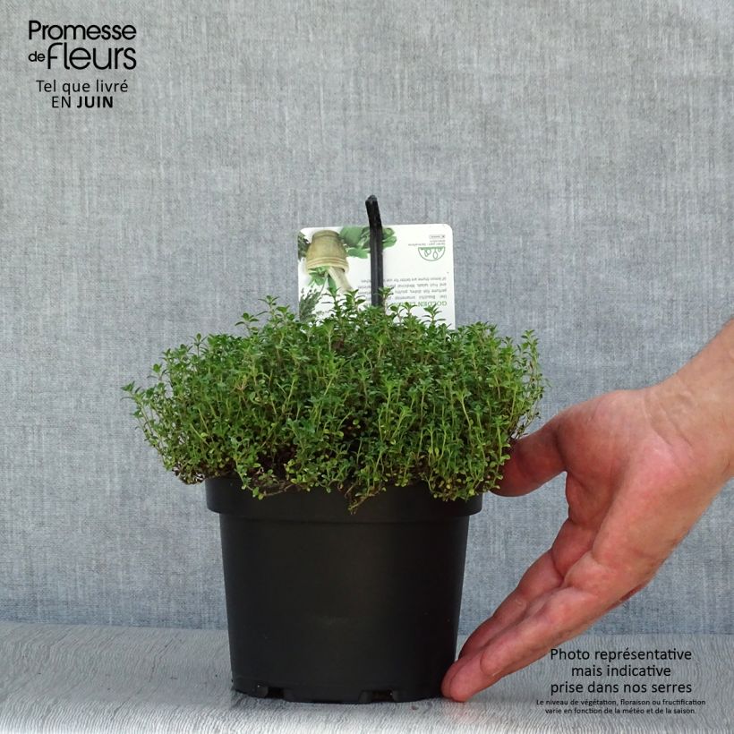 Spécimen de Thym citron Bertram Anderson - Thymus citriodorus tel que livré en ete