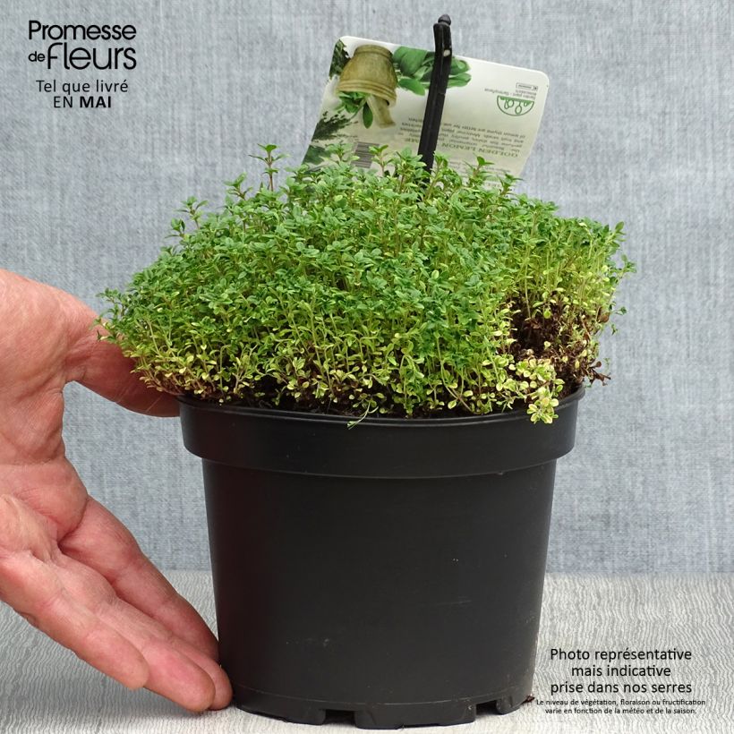 Spécimen de Thym citron Bertram Anderson - Thymus citriodorus Pot de 1.5L/2L tel que livré au printemps