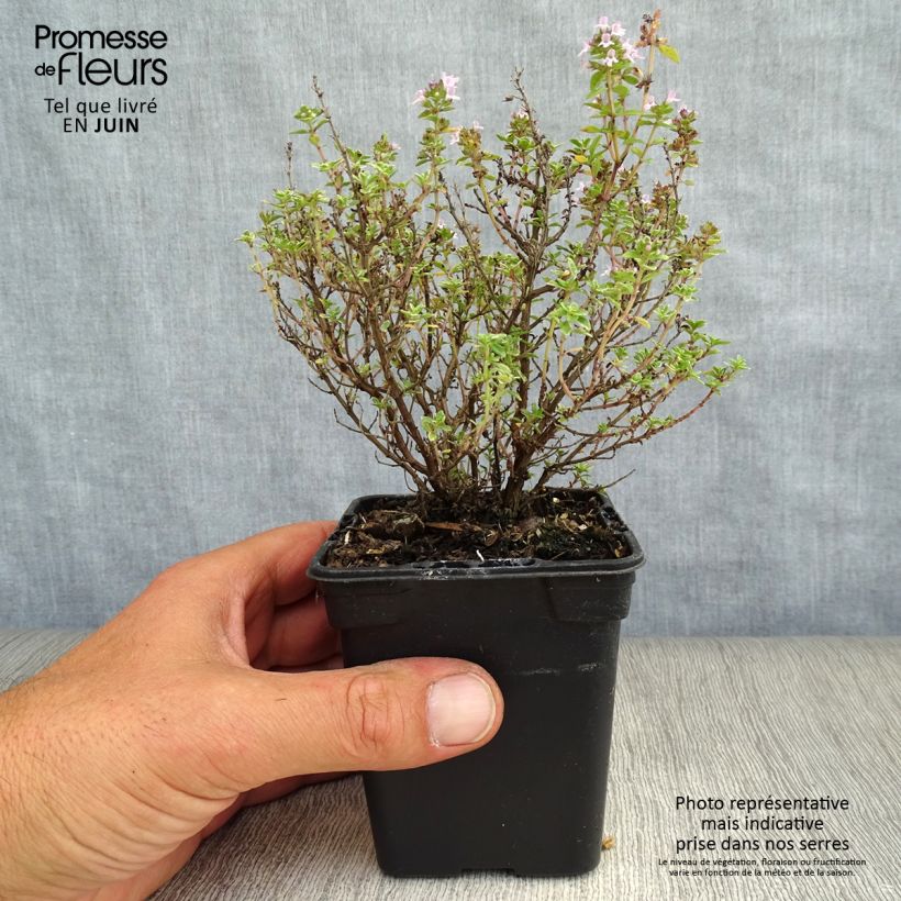 Spécimen de Thym citron Silver Edge BIO - Thymus citriodorus Godet de 7/8 cm tel que livré en été